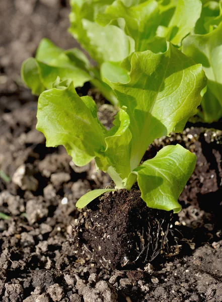 Seedling salad — Stock Photo, Image