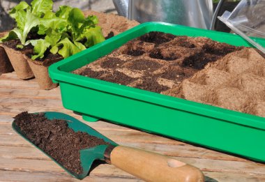 Seedlings in mini greenhouse clipart