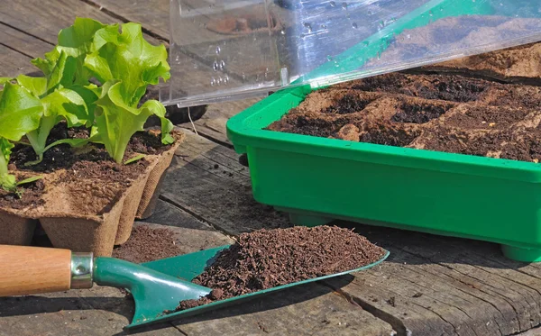 Seedlings in mini greenhouse — Stock Photo, Image