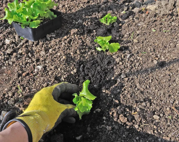 Salatplantage — Stockfoto