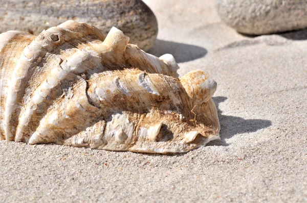 Seashell en kiezels op zand — Stockfoto