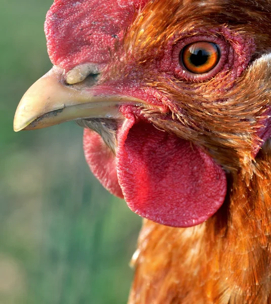 Close-up look of a cock — Stock Photo, Image