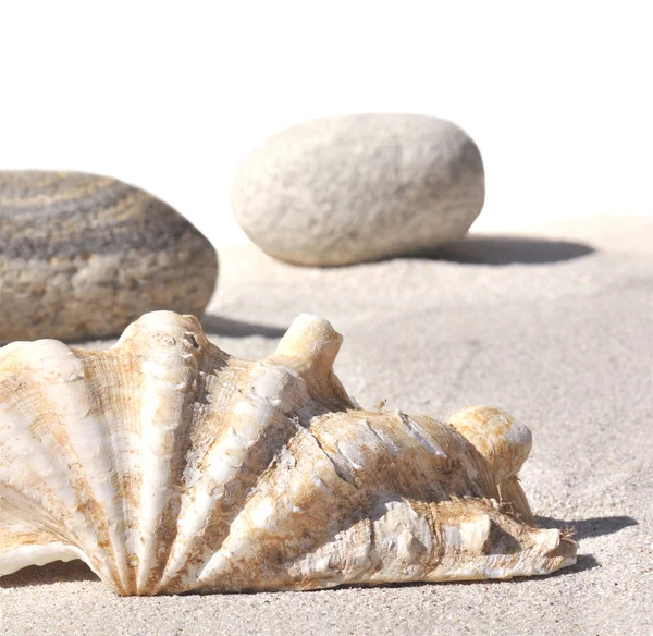 Cáscara de mar y guijarros sobre arena —  Fotos de Stock