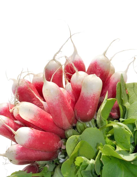 Long bouquet de radis — Photo