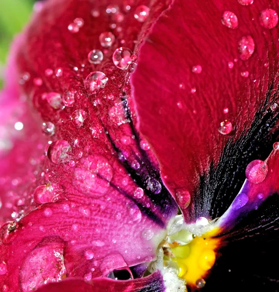 Gocce di pioggia sui petali di fiori — Foto Stock