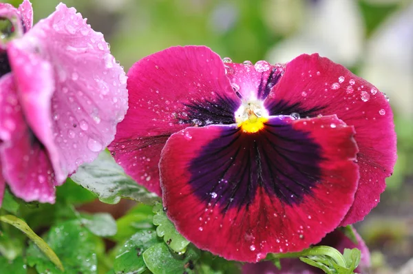 Gotas de lluvia sobre pétalos de flores — Foto de Stock