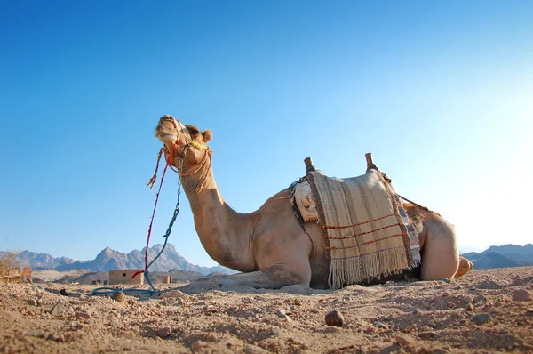 Сидящий верблюд в пустыне — стоковое фото