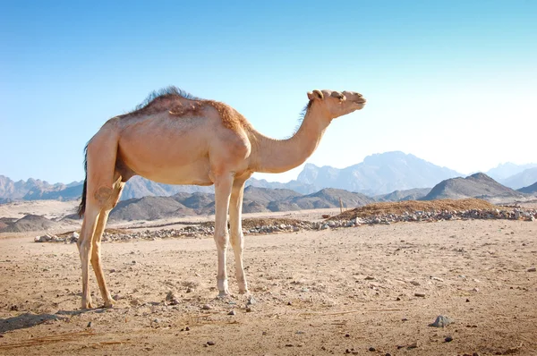 Kameel in de woestijn — Stockfoto