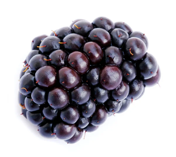 单黑莓 — 图库照片