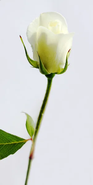 Bud bílou růži — Stock fotografie
