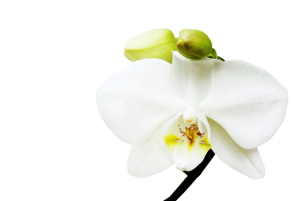 Orchideebloemen — Stockfoto