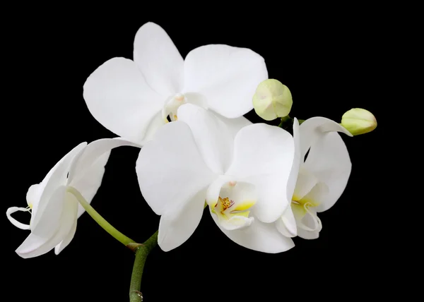 stock image White orchid