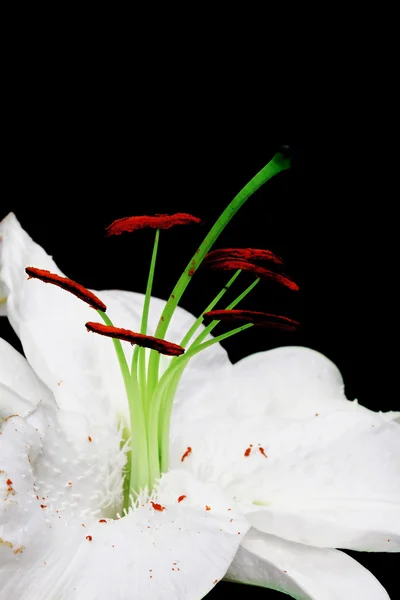 흰 릴리 — 스톡 사진