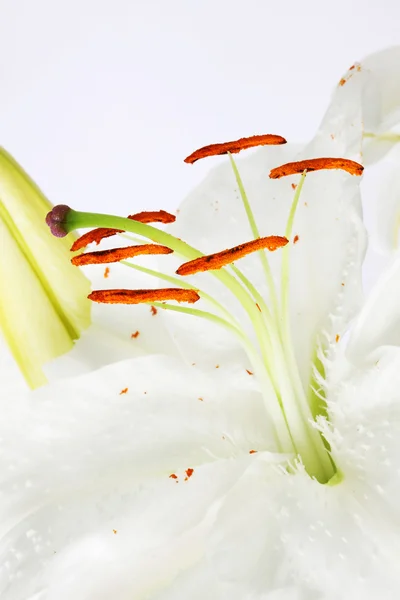 White lily — Stock Photo, Image