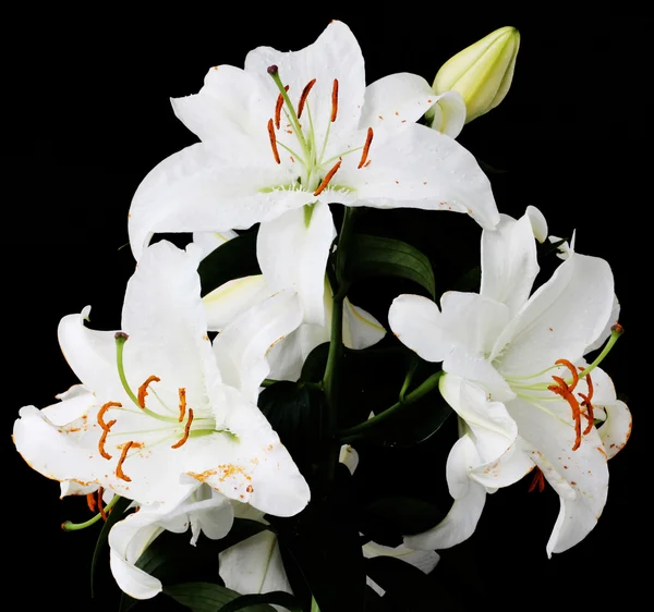 Branch with white lilies — Stock Photo, Image