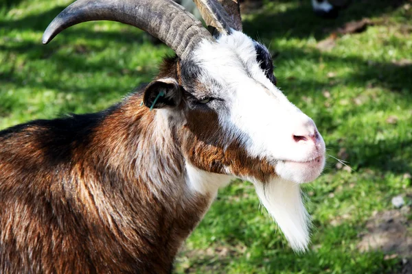Um close de uma cabra — Fotografia de Stock