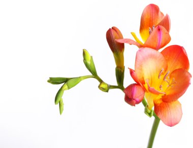 Branch with orange colors on a white background clipart