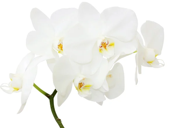 Біла орхідея — стокове фото