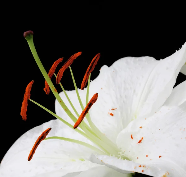 Flores Lírio Isolado Fundo Preto — Fotografia de Stock