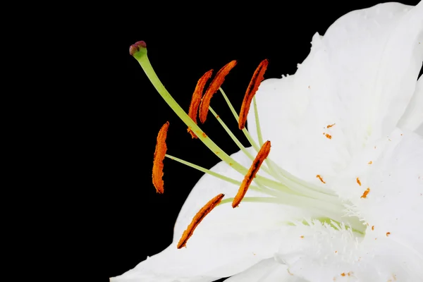 Květiny Lilie Izolovaných Černém Pozadí — Stock fotografie