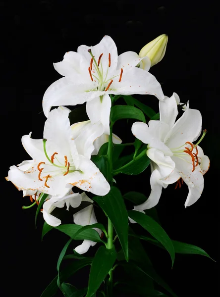 Zweig Mit Weißen Lilien Auf Schwarzem Hintergrund — Stockfoto