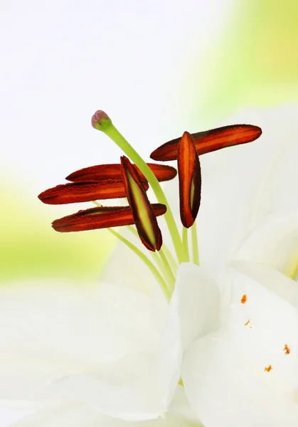 Květiny Lilie Izolovaných Bílém Pozadí — Stock fotografie