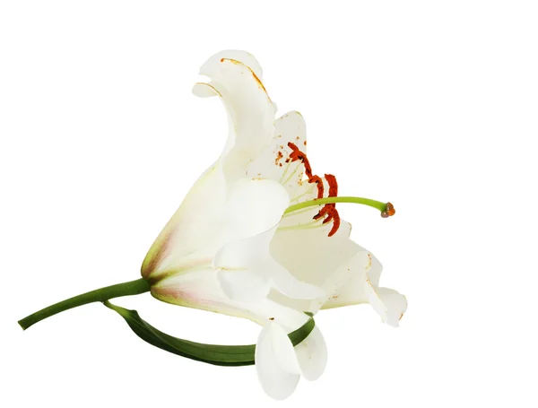 莉莉被隔绝在白色背景上的花朵 — 图库照片