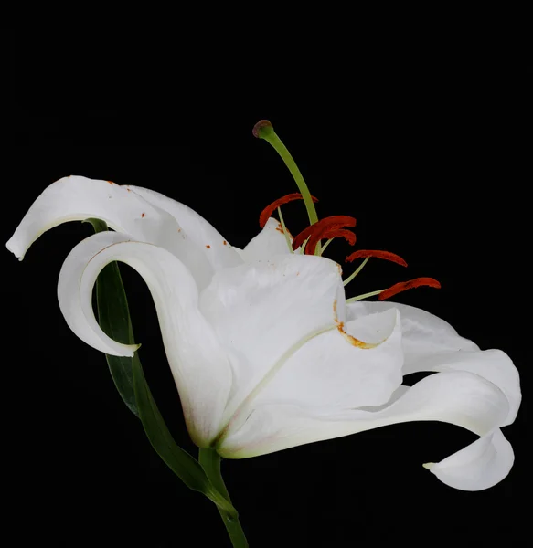 Lírio branco — Fotografia de Stock