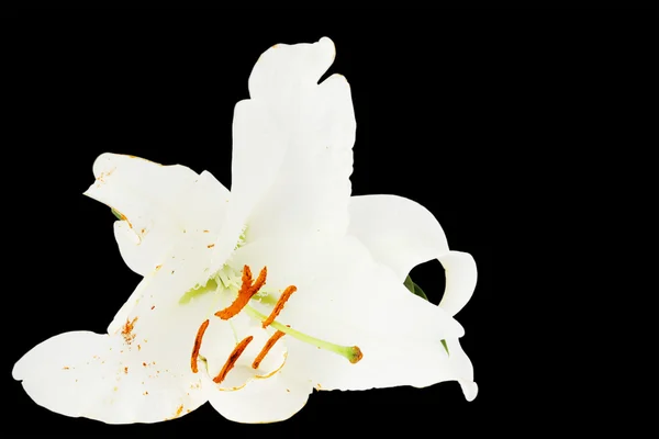 Blüten Der Lilie Isoliert Auf Schwarzem Hintergrund — Stockfoto