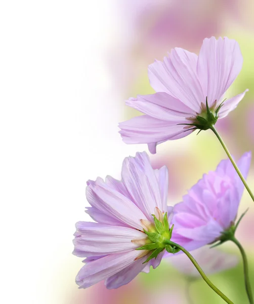 Gyönyörű Virágos Határ Virág Design — Stock Fotó