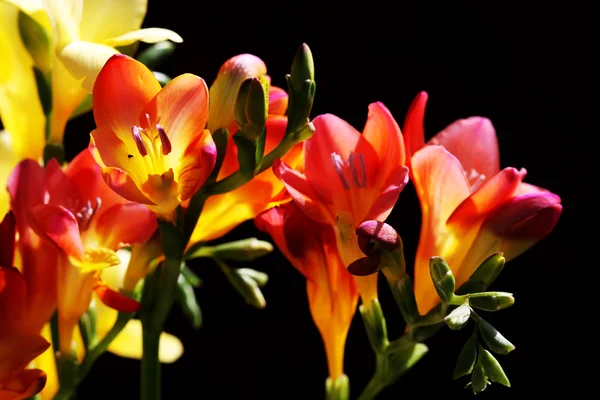 Flores Selvagens Contra Fundo Escuro — Fotografia de Stock
