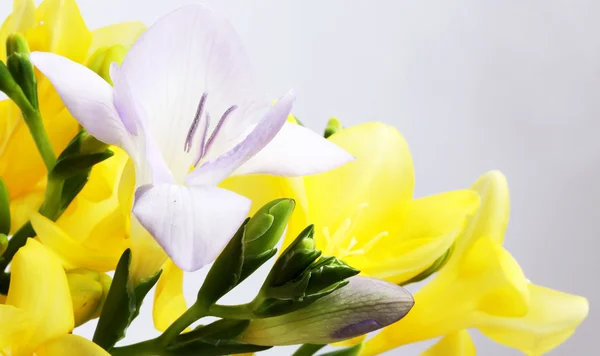 Κίτρινο Και Μοβ Fresia Λευκό — Φωτογραφία Αρχείου