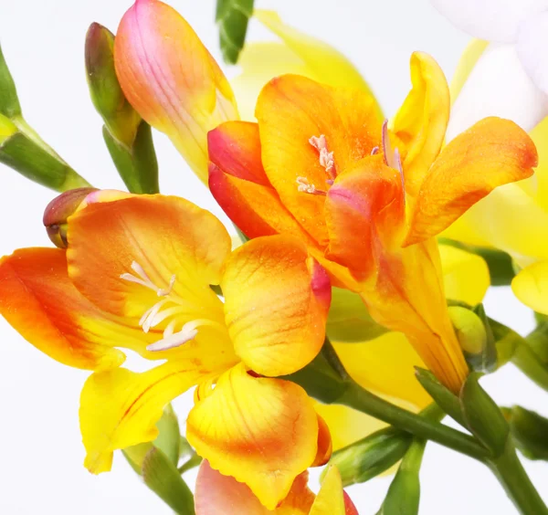 Violet Fresia Wit Achtergrond Bloemen — Stockfoto
