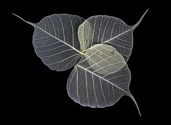 Skeleton Leaves Flower Composition Black Background — Stock Photo, Image