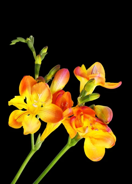 Yellow and violet fresia on black — Stock Photo, Image