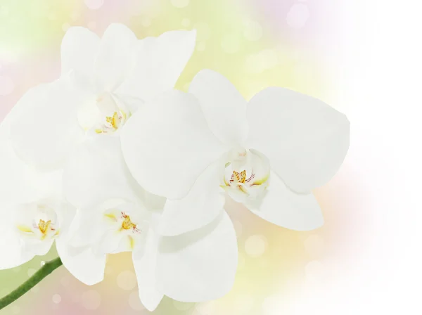 Orchidea Virág Fehér Háttér — Stock Fotó