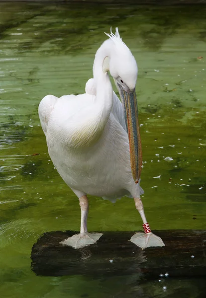 Белый Пеликан Против Воды — стоковое фото
