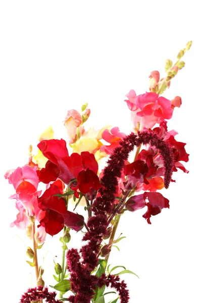 Kırmızı çiçekler — Stok fotoğraf