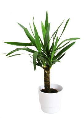 Yucca, clipart