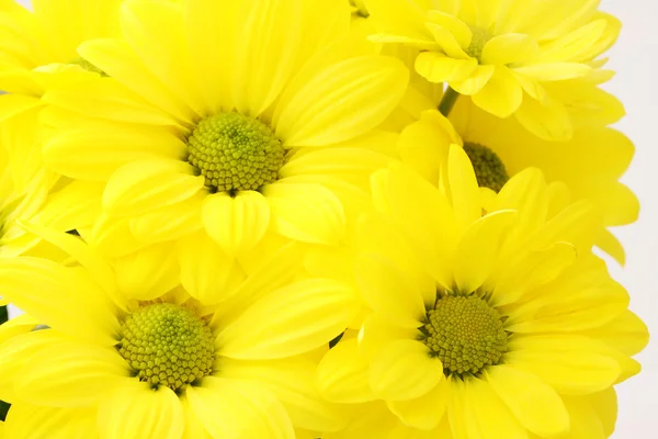 Κίτρινα άνθη — Φωτογραφία Αρχείου
