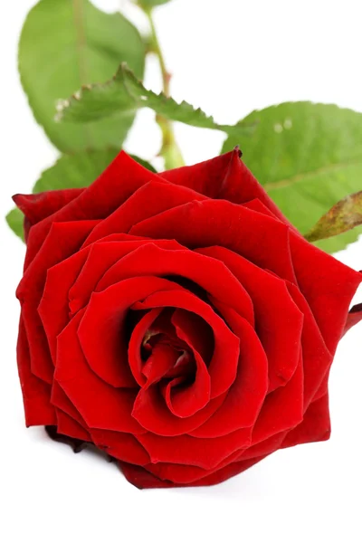 Rosa roja —  Fotos de Stock