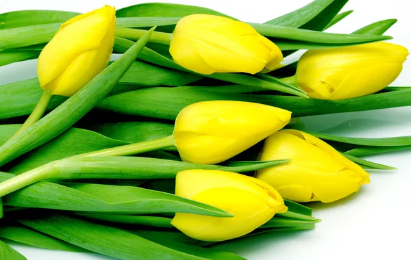 Tulipanes amarillos — Foto de Stock