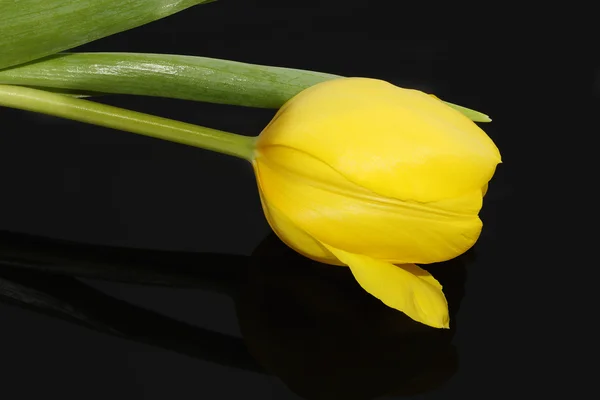 黄色のチューリップ — ストック写真