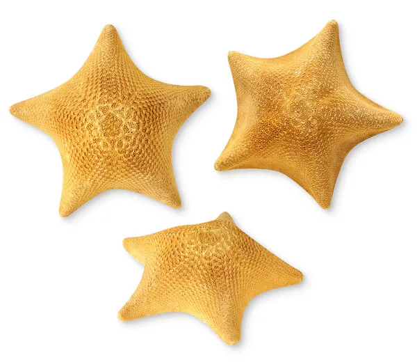 Mořské hvězdy — Stock fotografie