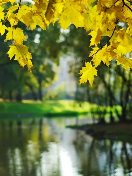 Осенние листья над водой — стоковое фото