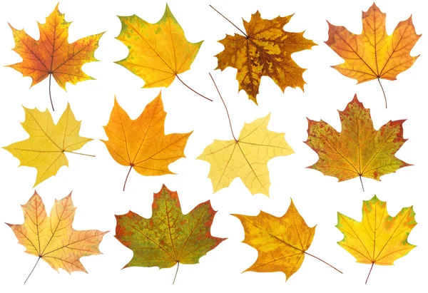 Arce hojas de otoño — Foto de Stock