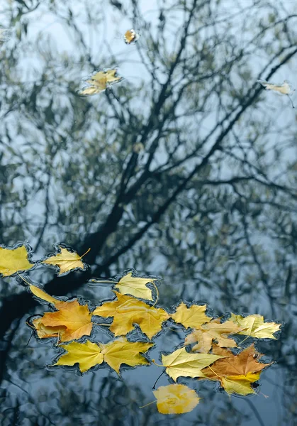 Suda sonbahar yaprakları