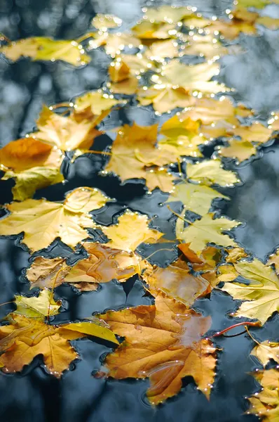 Stock image Autumn leaves in water