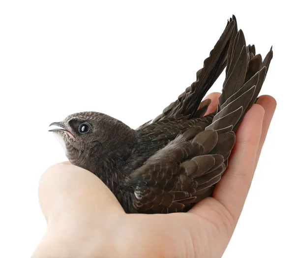 Vogel in menselijke hand — Stockfoto