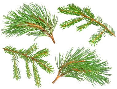 Fir and pine branches clipart